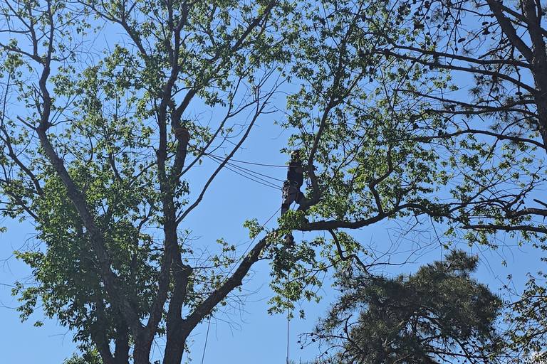 Arborist high in a tall tree on a tree removal job, a groundsman below